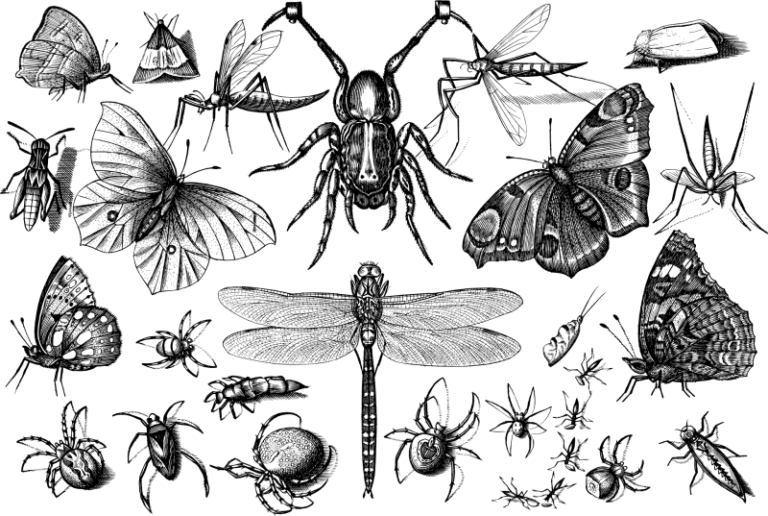 insects4798274png_61f70597eaad2