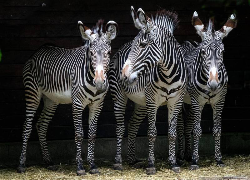 zebras53066301280jpg_686d2e80a6b57